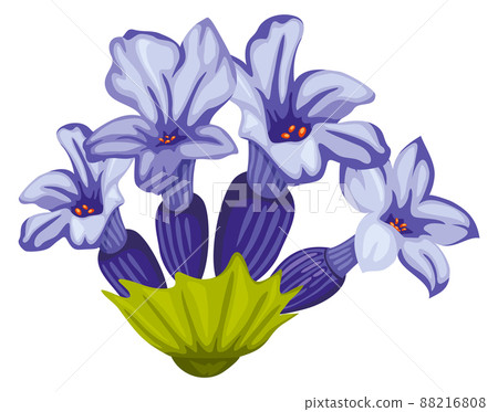 Lavender flower. Medical and cosmetic herb. Blue blossom 88216808
