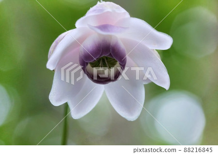 Anemonopsis macrophylla, wild grass, white flowers blooming in the forest, close-up Anemonopsis macrophylla, wild grass, white flowers blooming in the forest, close-up 88216845
