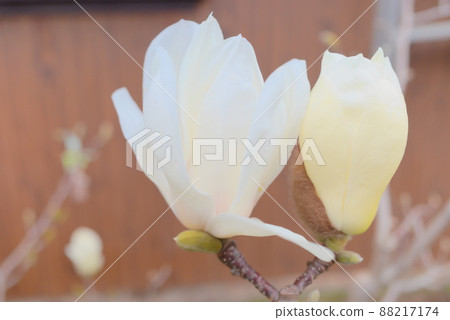 向上綻放的拳頭花 88217174