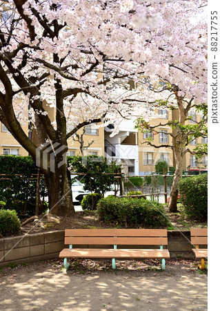 (Flower scenery) Spring has come to the park of the housing complex Cherry blossom park and bench (Flower scenery) Spring has come to the park of the housing complex Cherry blossom park and bench 88217755