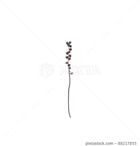 Wild dry flower isolated, minimal background Wild dry flower isolated, minimal background 88217855