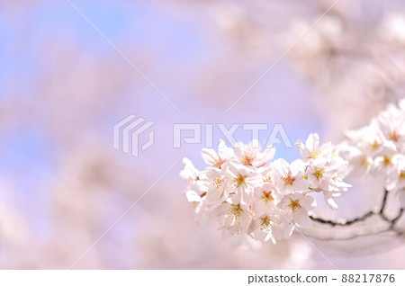 (Flower landscape) One cherry blossom branch Bright image of soft sunlight (Flower landscape) One cherry blossom branch Bright image of soft sunlight 88217876