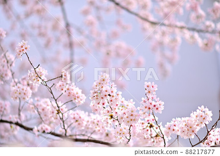 (Flower landscape) Cherry blossom branches Soft sunlight and bright image (Flower landscape) Cherry blossom branches Soft sunlight and bright image 88217877