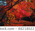 秋天的樹葉 88218022