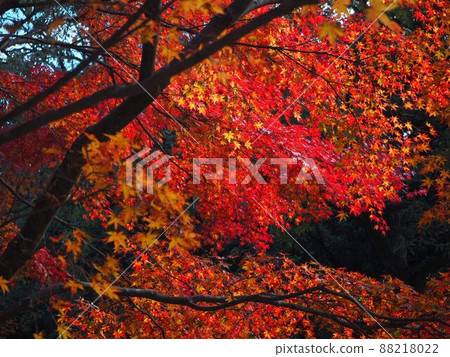 秋天的樹葉 秋天的樹葉 88218022