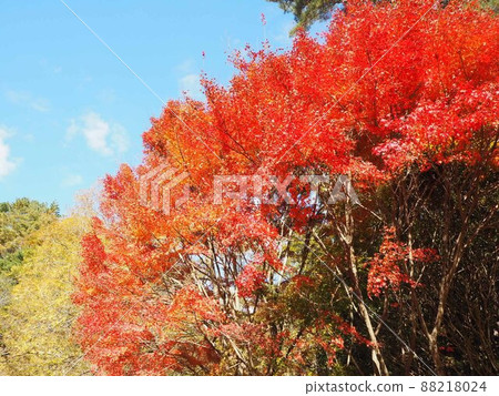 秋葉和藍天 88218024