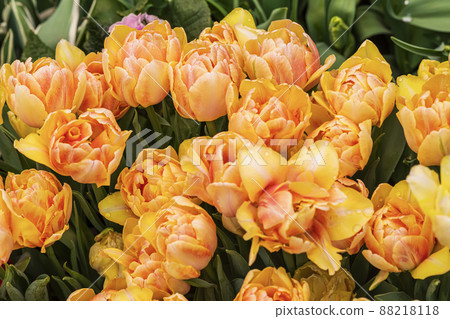 Coral orange double tulips with blooming buds on lawn. Flower meadow. Natural background Coral orange double tulips with blooming buds on lawn. Flower meadow. Natural background 88218118