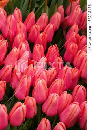 Top view of red tulips flowers with dew drops. Spring background in red color Top view of red tulips flowers with dew drops. Spring background in red color 88218138