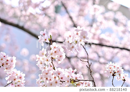 (Flower landscape) Cherry blossom branches Soft sunlight and bright image (Flower landscape) Cherry blossom branches Soft sunlight and bright image 88218140