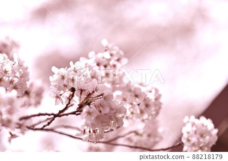 (Flower landscape) Cherry blossoms blooming on branches Cherry blossoms Background is also cherry blossoms Top margin (Flower landscape) Cherry blossoms blooming on branches Cherry blossoms Background is also cherry blossoms Top margin 88218179