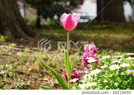 Tulip 88218699