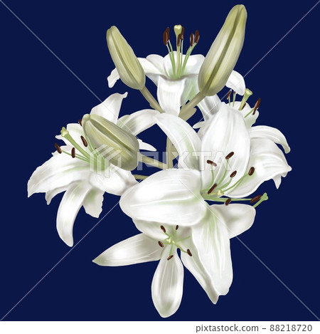 Watercolor realistic white lilies. Illustration of a bouquet of lilies 88218720