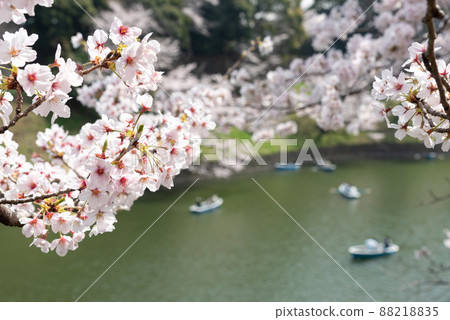 千鳥淵櫻花和護城河船的形象 千鳥淵櫻花和護城河船的形象 88218835