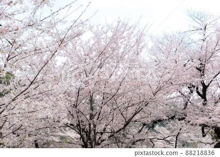 春天盛開的櫻花圖片 春天盛開的櫻花圖片 88218836