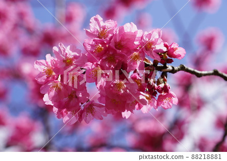 Yokohama Scarlet Sakura-Yokohama Park- Yokohama Scarlet Sakura-Yokohama Park- 88218881