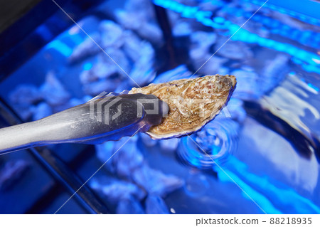 The process of opening oysters, a knife for oysters, male hands open oysters. The process of opening oysters, a knife for oysters, male hands open oysters. 88218935
