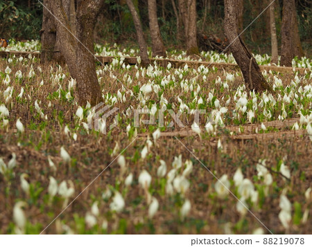 Mizubasho Park, Gosen City, a colony of skunk cabbage with a wooden path 88219078