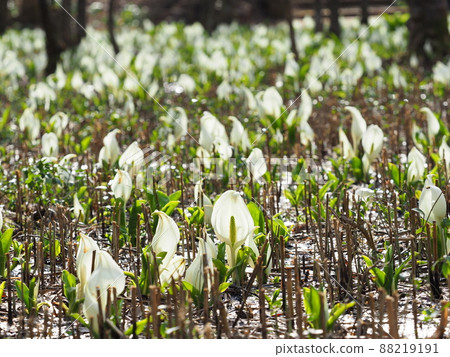 Mizubasho Park, Gosen City, a colony of skunk cabbage with a wooden path 88219191