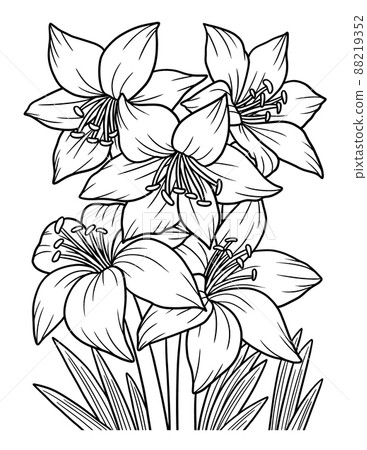 Amaryllis Flower Coloring Page for Adults Amaryllis Flower Coloring Page for Adults 88219352