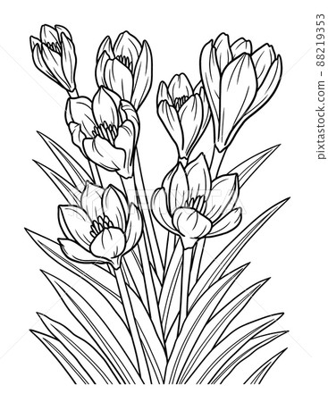 Crocus Flower Coloring Page for Adults Crocus Flower Coloring Page for Adults 88219353