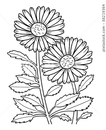 Leucanthemum Daisy Flower Coloring Page for Adults 88219364