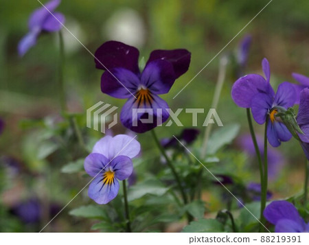 Shady violets (flowers of violets blooming in a corner of the park) Shady violets (flowers of violets blooming in a corner of the park) 88219391