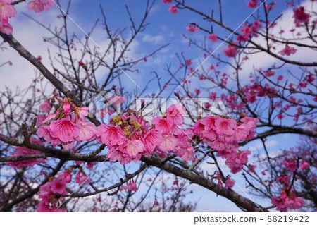 Cherry Blossoms Cherry Blossoms 88219422