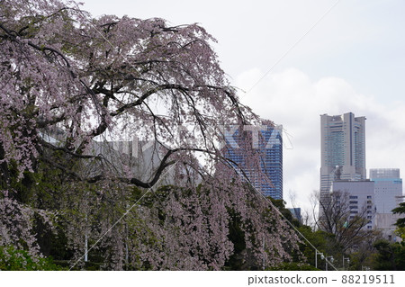 垂枝櫻花-Yamashita公園- 垂枝櫻花-Yamashita公園- 88219511