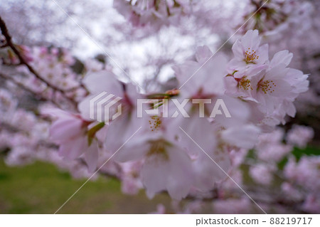 Close-up cherry blossoms seen at Shizuoka Yanbara embankment 88219717