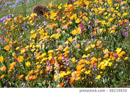 Yokohama Satoyama Garden full of spring flowers 88219830