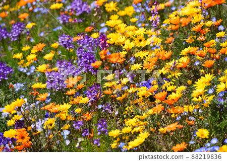 春暖花開的橫濱里山庭園 春暖花開的橫濱里山庭園 88219836