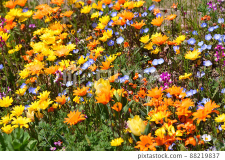 春暖花開的橫濱里山庭園 春暖花開的橫濱里山庭園 88219837