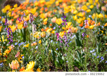 Yokohama Satoyama Garden full of spring flowers Yokohama Satoyama Garden full of spring flowers 88219862