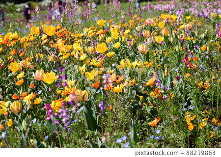 Yokohama Satoyama Garden full of spring flowers Yokohama Satoyama Garden full of spring flowers 88219863