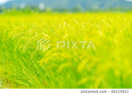 Image of heading of paddy fields in summer [Nagano Prefecture] 88219921