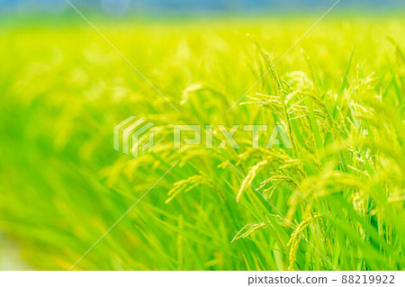 Image of heading of paddy fields in summer [Nagano Prefecture] 88219922