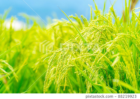 Image of heading of paddy fields in summer [Nagano Prefecture] 88219923