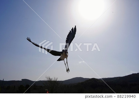 [Yamaguchi Prefecture] Marabou Stork at Akiyoshidai Nature Zoo Safari Land 88219940