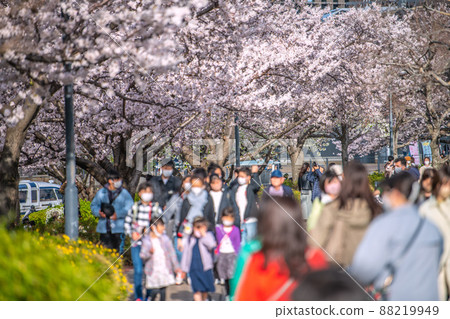 防止橫濱市街景在日本蔓延......火車路上的櫻花盛開，許多賞櫻遊客...... = 3月30日 88219949