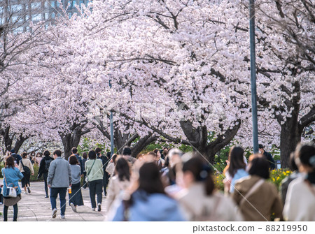 防止橫濱市街景在日本蔓延......火車路上的櫻花盛開，許多賞櫻遊客...... = 3月30日 88219950