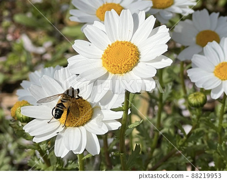 Bees perching on white marguerite flowers and pollinating 88219953