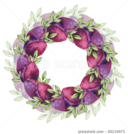 Watercolor plum frame on a white background - Stock Illustration ...