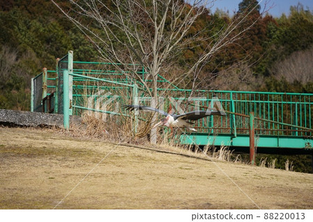 [Yamaguchi Prefecture] Marabou Stork at Akiyoshidai Nature Zoo Safari Land 88220013