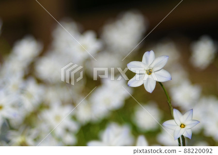 Hananilla is a flower that heralds the arrival of spring Hananilla is a flower that heralds the arrival of spring 88220092