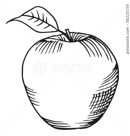 Apple engraving. Knowledge symbol. Hand drawn fruit Apple engraving. Knowledge symbol. Hand drawn fruit 88220159