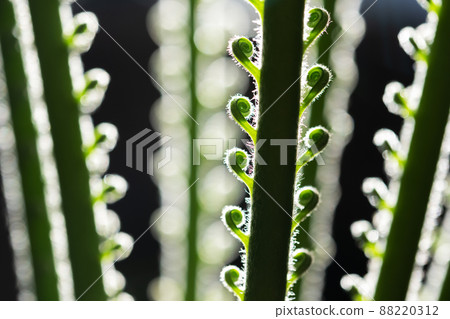 Close-up of a young palm with spirally curved leaves 88220312