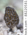 Morel mushrooms 88220581