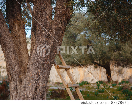 walk in olive grove, Harvest ready to produce extra virgin olive oil 88220681