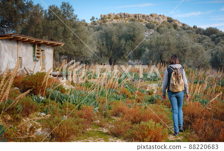 walk in olive grove, Harvest ready to produce extra virgin olive oil walk in olive grove, Harvest ready to produce extra virgin olive oil 88220683
