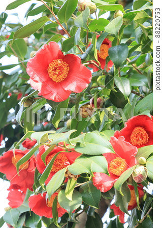 山茶花，山茶花，山茶花，紅色花瓣，一朵花 88220753
